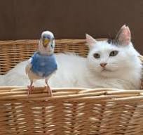 Happy client pet 2