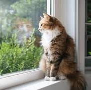 Happy client pet 3
