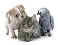 Happy client pet 4