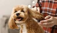 Fluffy golden retriever after grooming