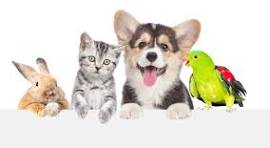 Happy client pet 5
