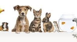 Happy client pet 6