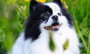 Happy client pet 7